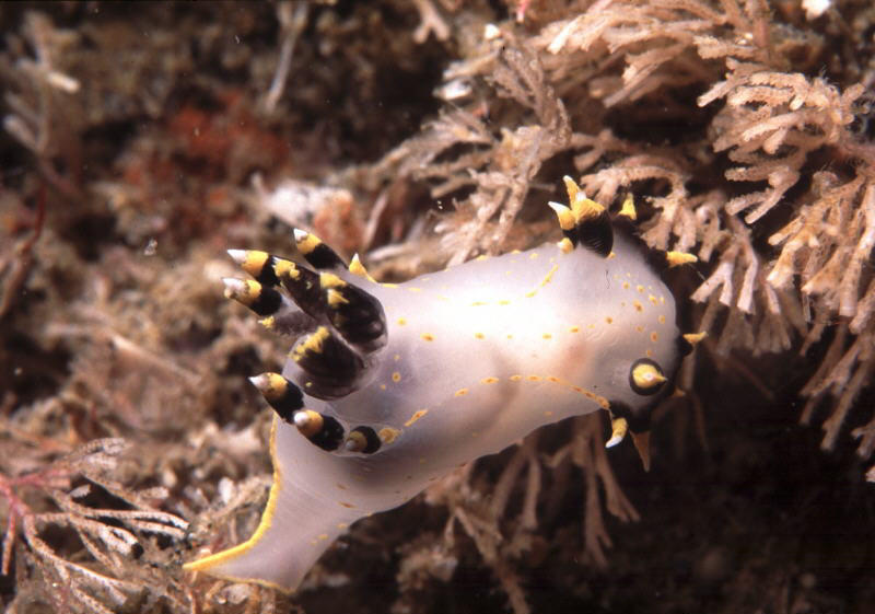 Polycera tricolor